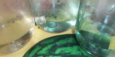 маринованная капуста с яблоками и морковью на зиму