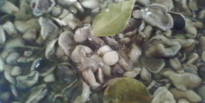 маринованные маслята в банках