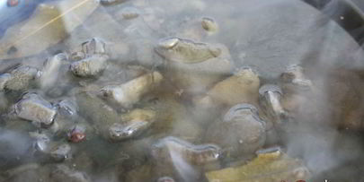 маринованные моховики на зиму