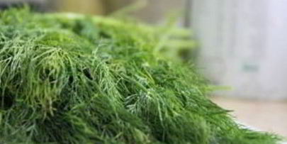 маринованные огурцы без уксуса