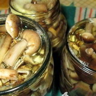 Маринованные опята без уксуса
