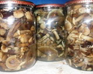 Маринованные опята на зиму