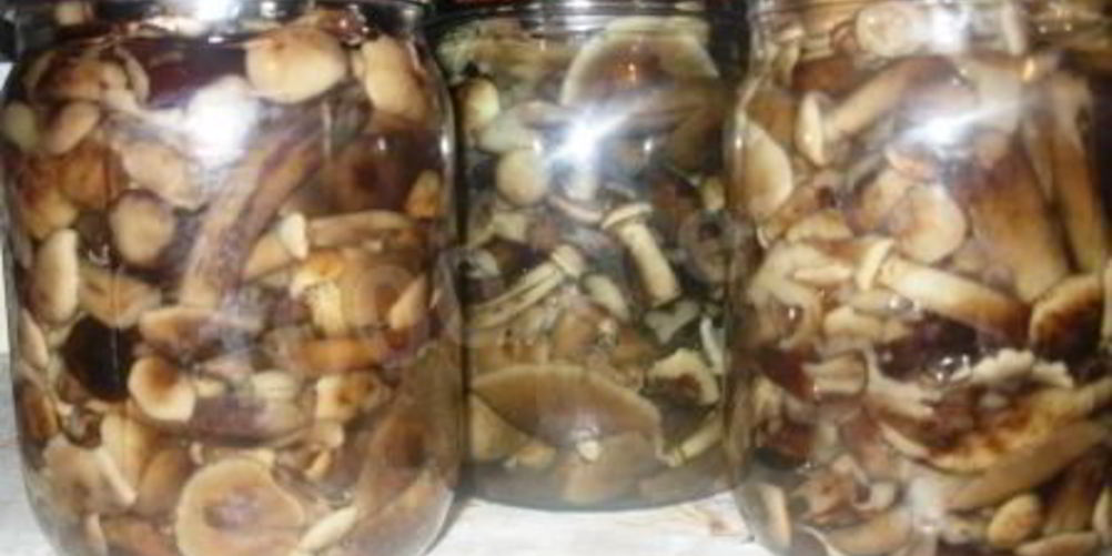 Рецепт маринованные опята на зиму