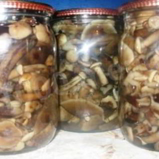 Маринованные опята на зиму