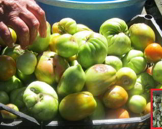 Маринованные зеленые помидоры