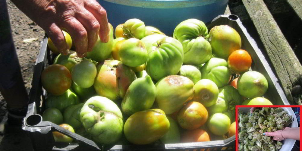 Рецепт маринованные зеленые помидоры