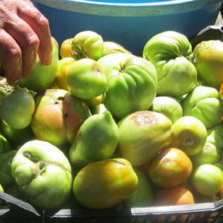 Маринованные зеленые помидоры