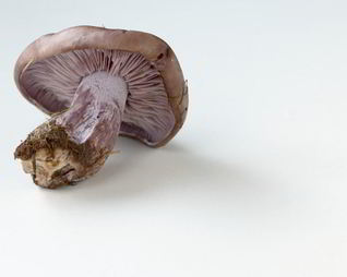 Отварные грибы Рядовки фиолетовые