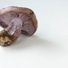 Рецепт Отварные грибы Рядовки фиолетовые