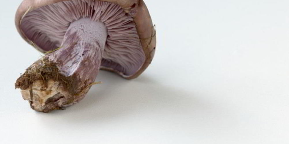 Рецепт отварные грибы рядовки фиолетовые