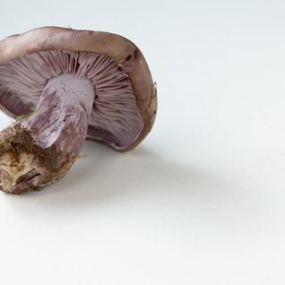 Отварные грибы Рядовки фиолетовые