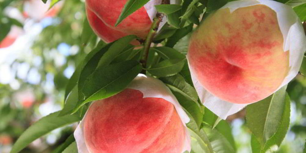 Рецепт пастила из персиков на зиму