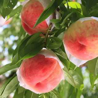 Пастила из персиков на зиму