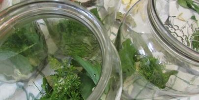 консервированные помидоры