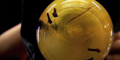 соленые лимоны