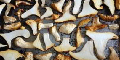 сушка грибов в духовке