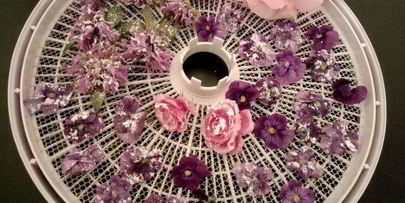 цукаты из цветов неувядающая красота