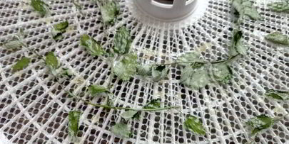 цукаты из цветов неувядающая красота