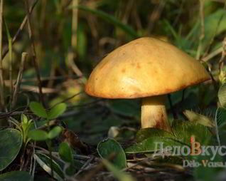 Заготовка Маслят