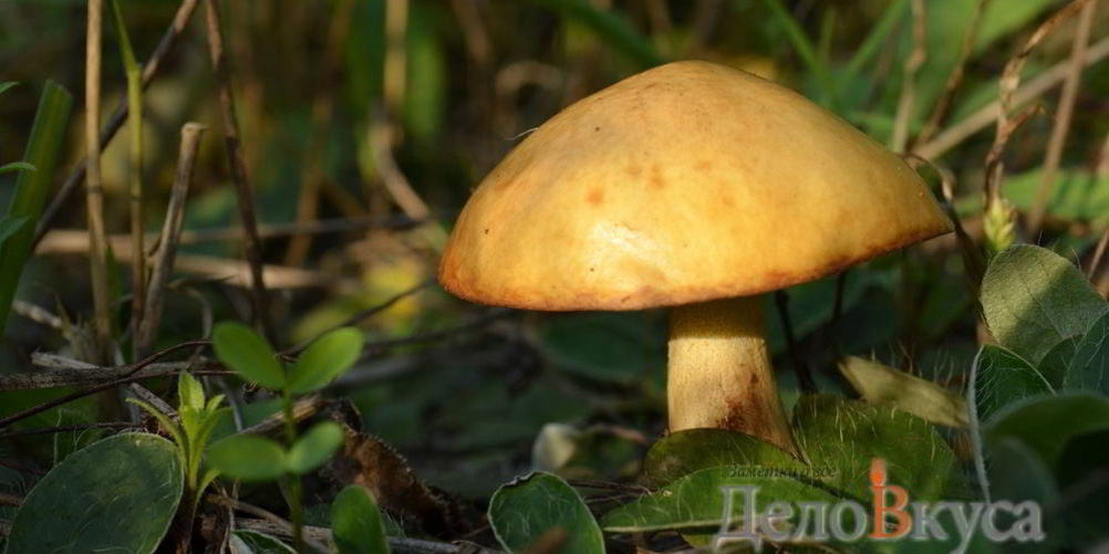 Рецепт заготовка маслят