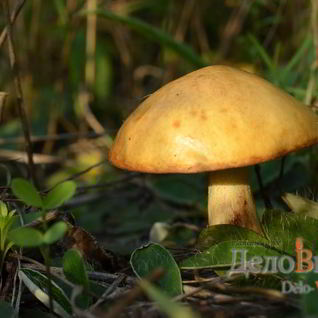 Заготовка Маслят