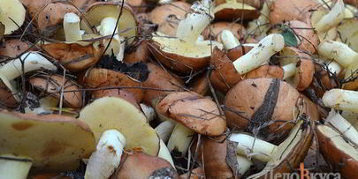 заготовка маслят