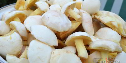 заготовка маслят