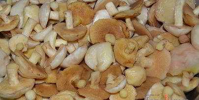 заготовка маслят