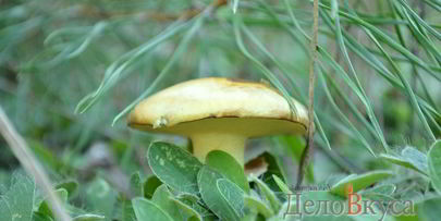 заготовка маслят