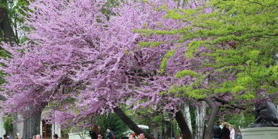 колбаса ветчина мраморная