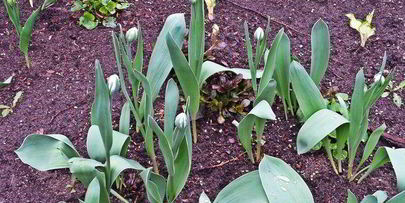 сладкий омлет с бананами