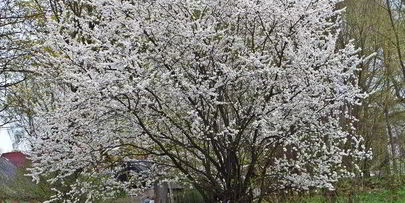 сладкий омлет с бананами