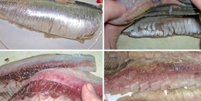 селедка маринованная в белом вине