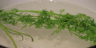 закуска свечи